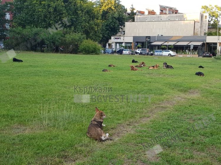 Огромна глутница кучета посрещна гостите на Общината, след сигнал започна прибирането им в приюта