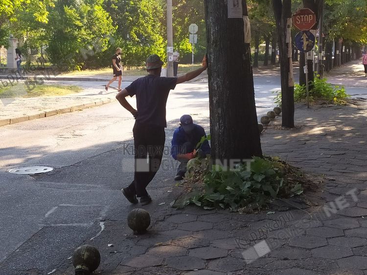 Секат израстъците на липите в центъра,за коренищата ,разбили тротоарите няма средства
