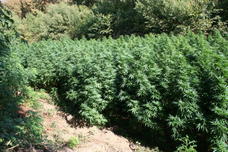 Скрита камера снима граничари да берат марихуана