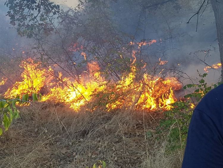 Загасен е пожарът в Старото лозе