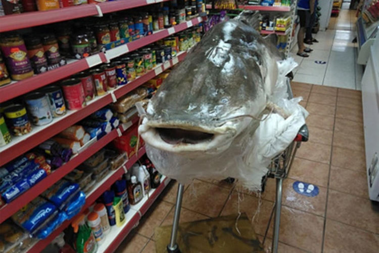 136-килограмов сом в магазина