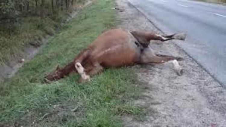 Джигит на пътя уби кон в Момчилград