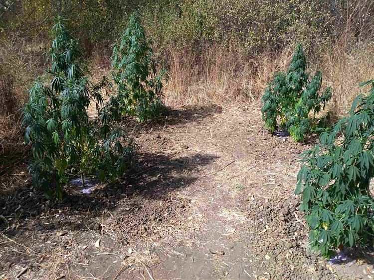 Задържаха 55-годишен за отглеждане на канабис