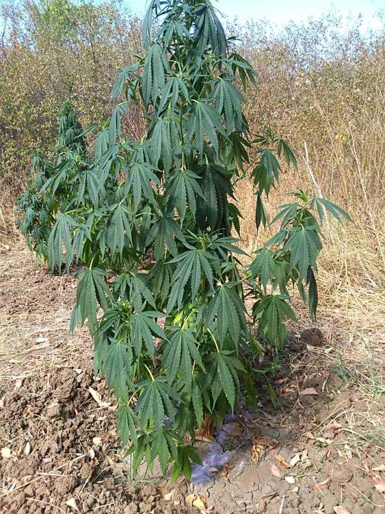 Задържаха 55-годишен за отглеждане на канабис