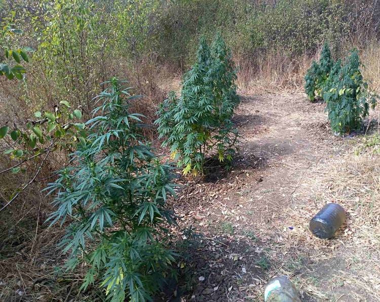 Задържаха 55-годишен за отглеждане на канабис