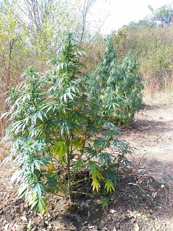 Задържаха 55-годишен за отглеждане на канабис