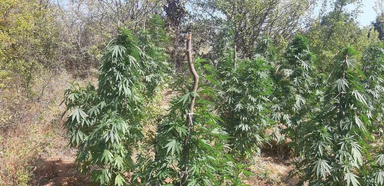 Задържаха 32-годишен да отглежда нива с канабис