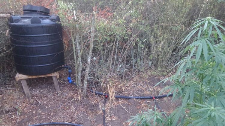 Задържаха 29-годишен да отглежда канабис с капково напояване