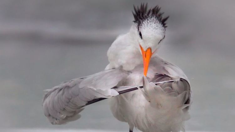 Най-смешните животни на планетата