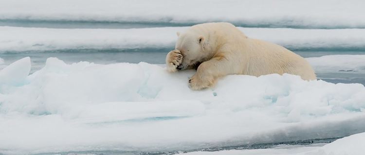Най-смешните животни на планетата