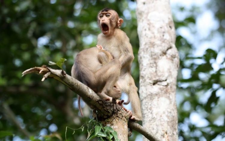 Най-смешните животни на планетата