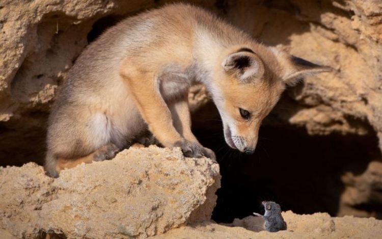 Най-смешните животни на планетата