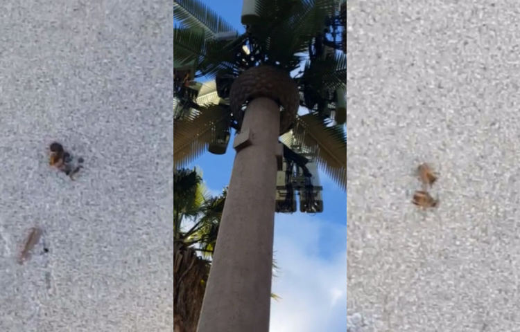 Мобилните комуникации имат вина за измирането на насекомите в Европа, вероятно