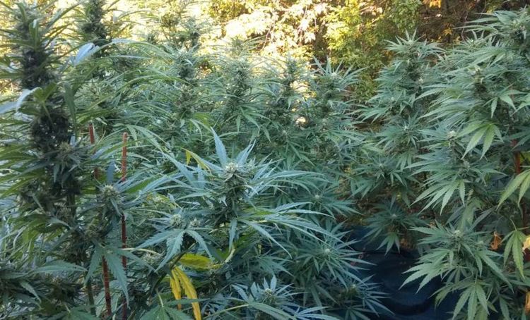 Задържаха двама мъже в нива с канабис край Харманли