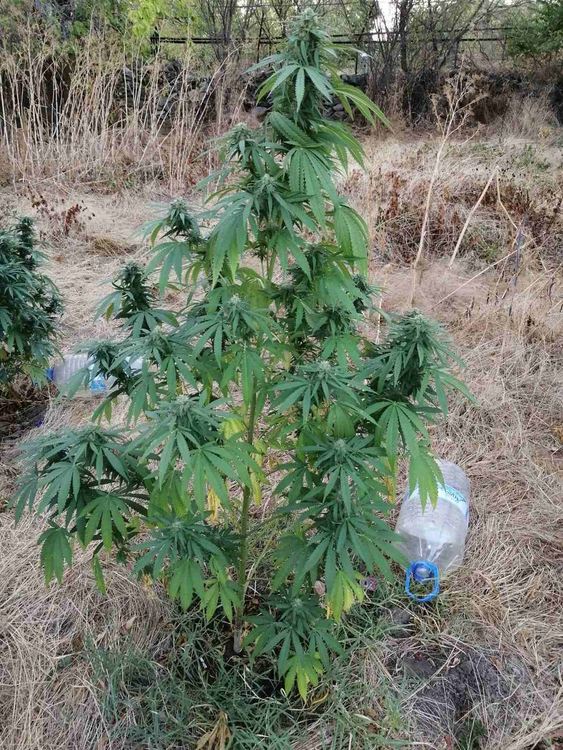 Задържаха 36-годишен димитровградчанин за отглеждане на канабис