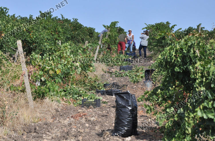Грозде за вино и ракия ще има, въпреки сушата