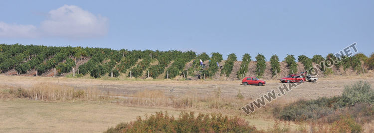 Грозде за вино и ракия ще има, въпреки сушата