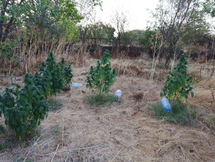 Още двама задържани за отглеждане на канабис