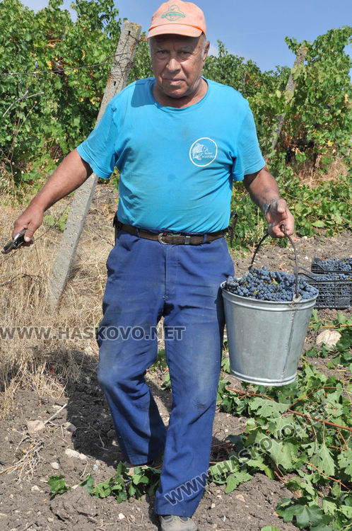 Грозде за вино и ракия ще има, въпреки сушата