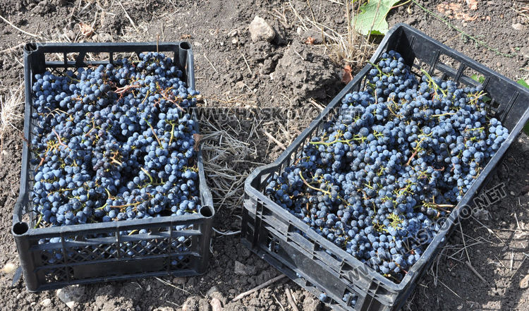 Грозде за вино и ракия ще има, въпреки сушата