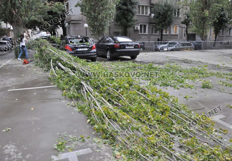 Клон от топола падна върху кола на паркинг пред полицията в Хасково