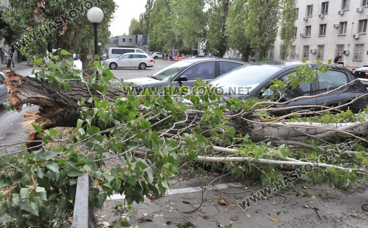 Клон от топола падна върху кола на паркинг пред полицията в Хасково