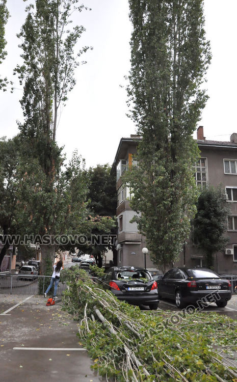 Клон от топола падна върху кола на паркинг пред полицията в Хасково