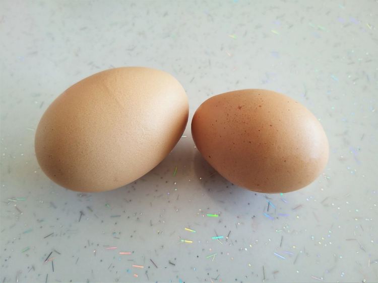 Млечинска кокошка снесе яйце гигант с два жълтъка