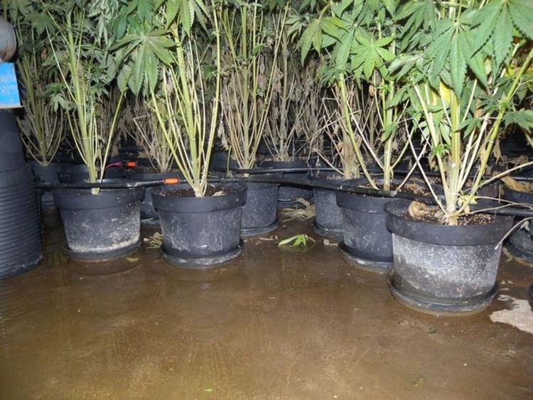 Унищожиха домашна наркооранжерия в Калоянци