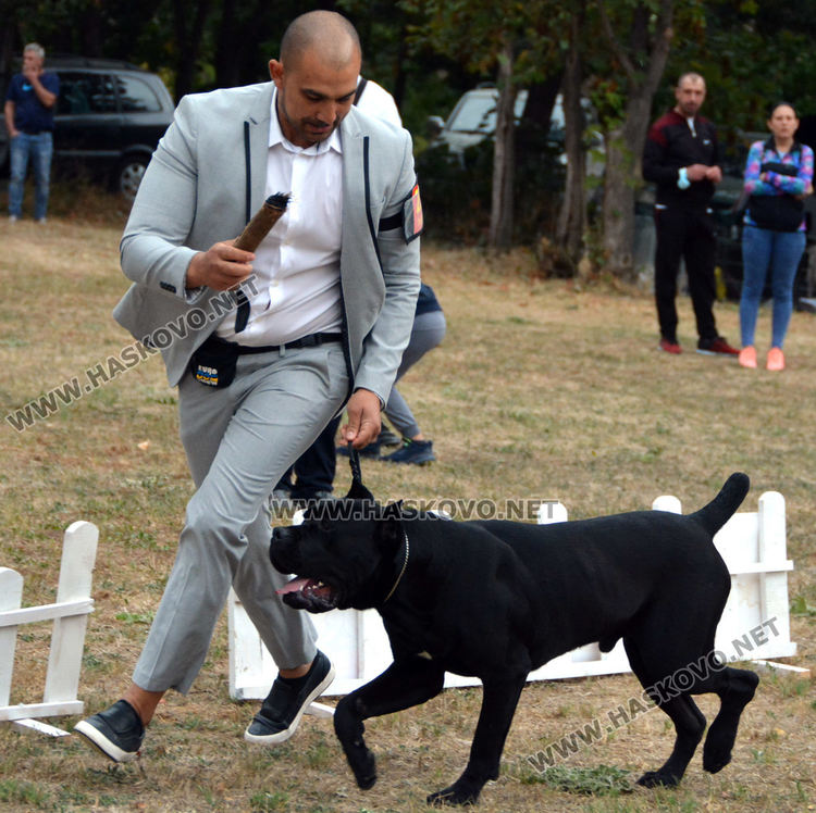 180 любимци посрещна Харманли в Националната киноложка изложба
