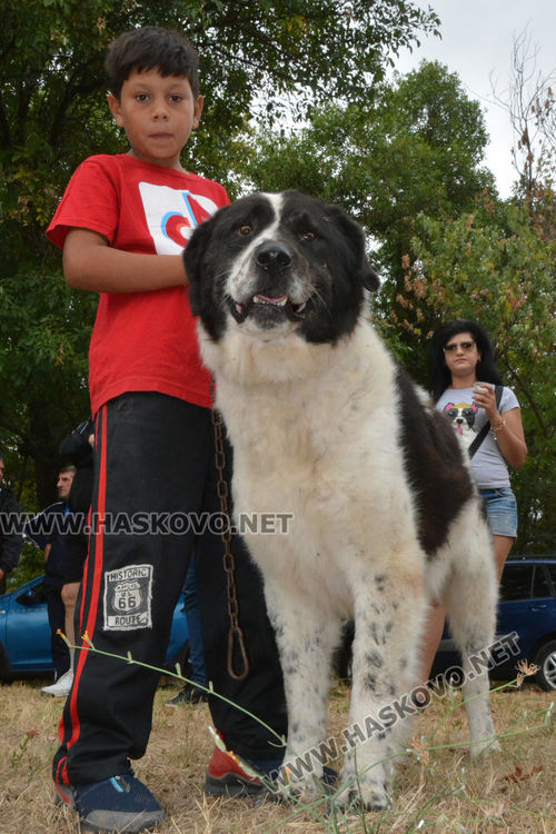 180 любимци посрещна Харманли в Националната киноложка изложба