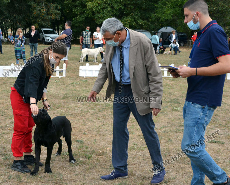 180 любимци посрещна Харманли в Националната киноложка изложба