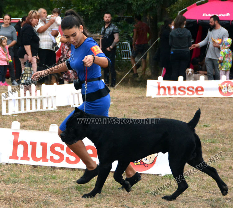 180 любимци посрещна Харманли в Националната киноложка изложба