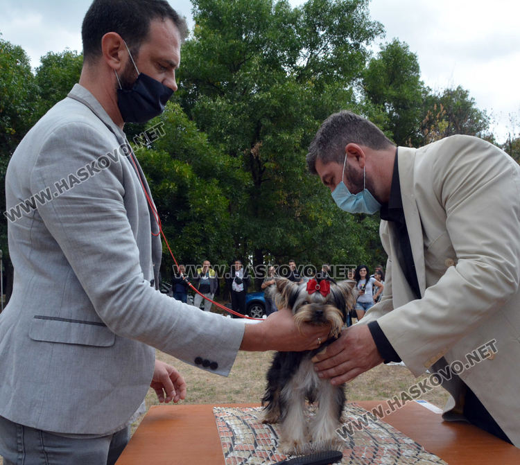 180 любимци посрещна Харманли в Националната киноложка изложба