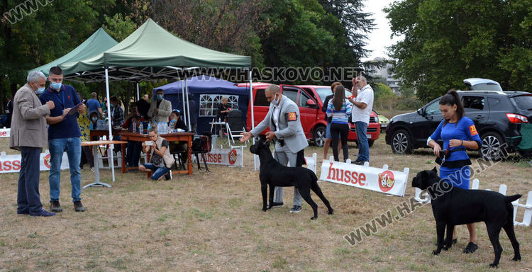 180 любимци посрещна Харманли в Националната киноложка изложба