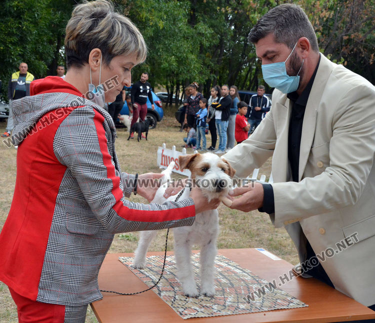 180 любимци посрещна Харманли в Националната киноложка изложба