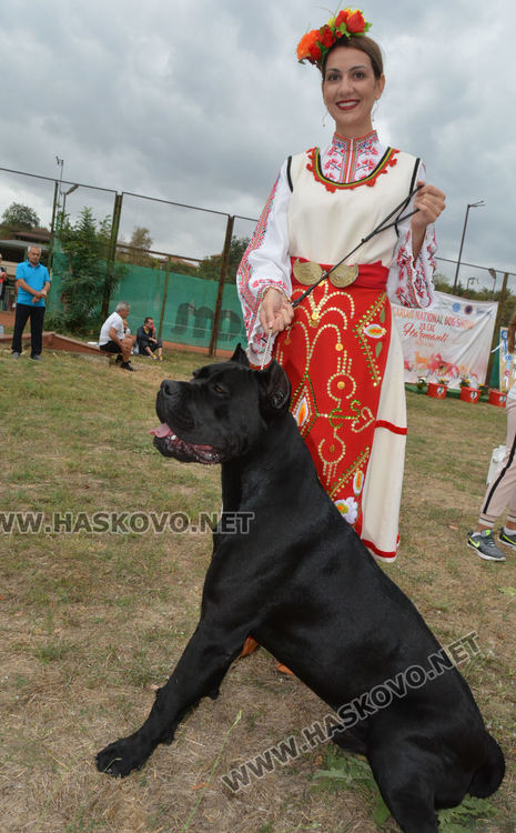180 любимци посрещна Харманли в Националната киноложка изложба
