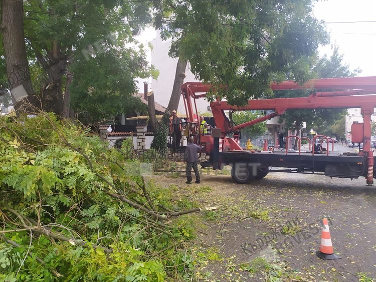 Сухи клони по протежението на тридесет улици ще бъдат окастрени в Кърджали