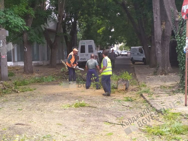 Сухи клони по протежението на тридесет улици ще бъдат окастрени в Кърджали