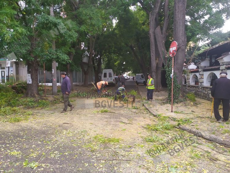 Сухи клони по протежението на тридесет улици ще бъдат окастрени в Кърджали