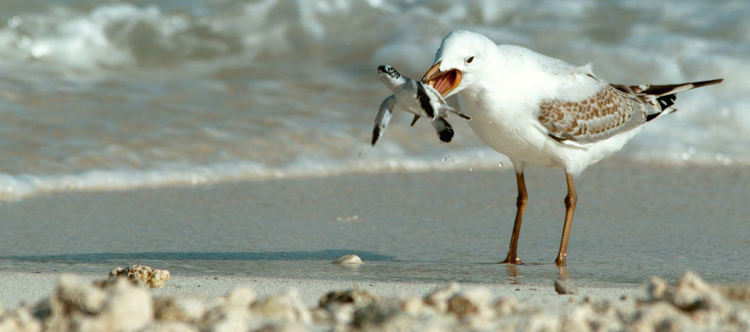 Акценти по VIASAT Nature през октомври