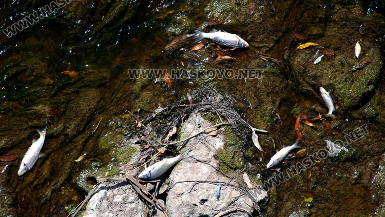 Изследват водите на р. Марица заради умряла риба