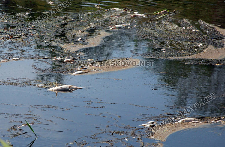 Изследват водите на р. Марица заради умряла риба
