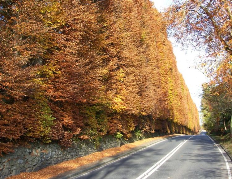 Най-високият жив плет в света
