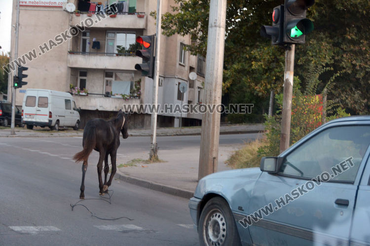 Хасковлия: Безпризорен кон затрудни движението по „Васил Левски”