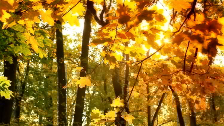 Летни жеги в неделя