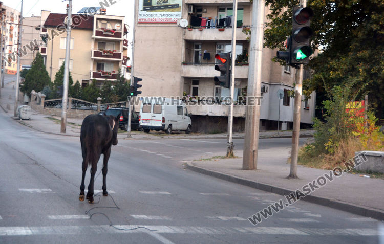 Хасковлия: Безпризорен кон затрудни движението по „Васил Левски”