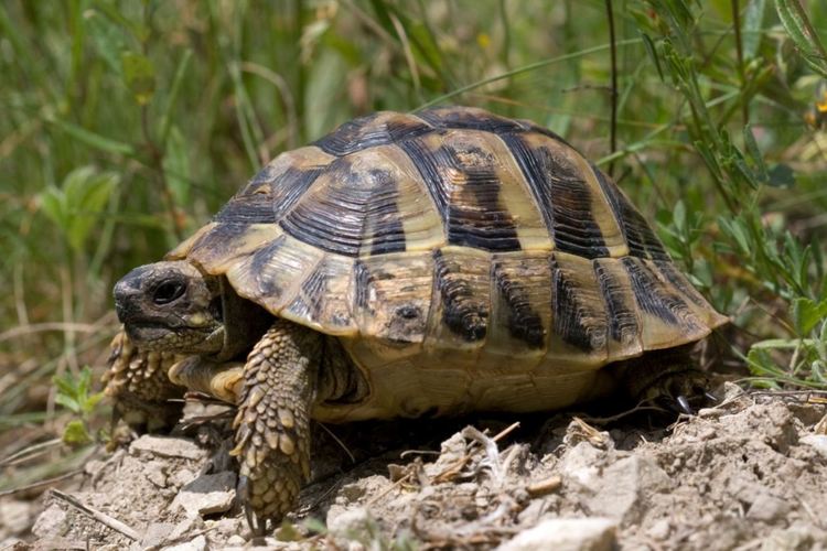 Шипоопашата и шипобедрена костенурки бяха спасени и пуснати на свобода