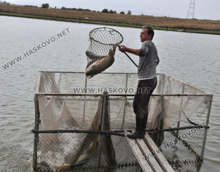 28-килограмов толстолоб и 18-килограмови амури вадят от язовира край Конуш