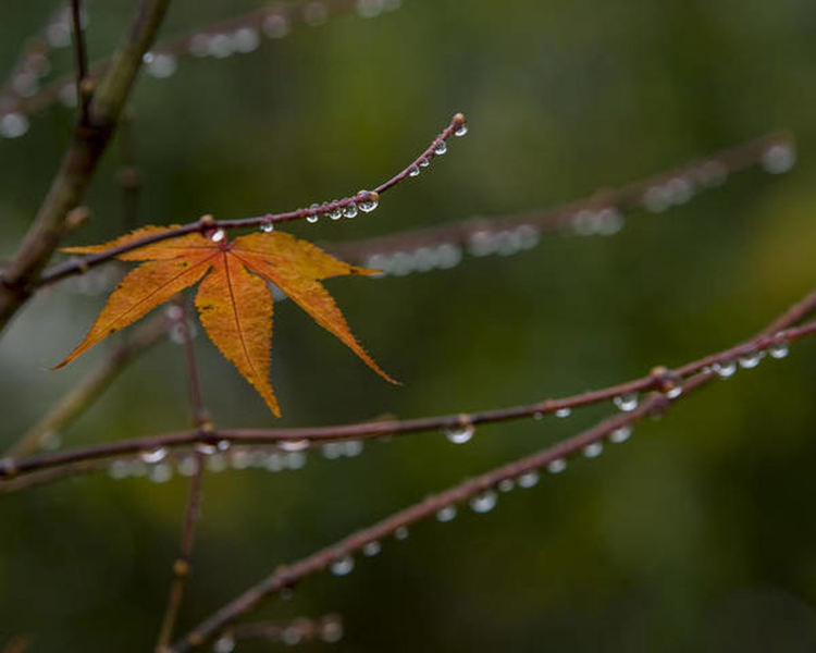 Застудяване. Облачно и дъждовно, на места с гръмотевици